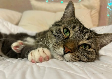 bikinibites star hd pics