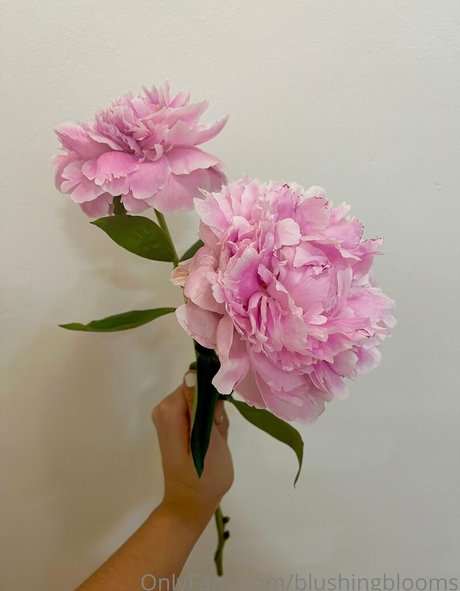 blushingblooms star pornographic photos