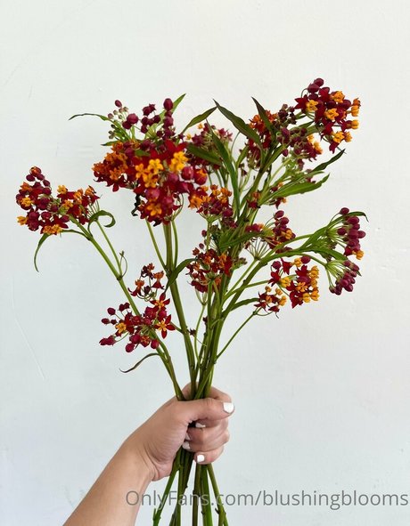 blushingblooms adult star image