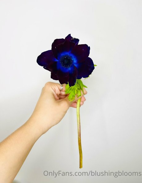 blushingblooms pretty pornstar picture