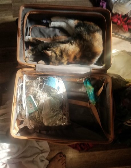 katcalico art pornstar pic