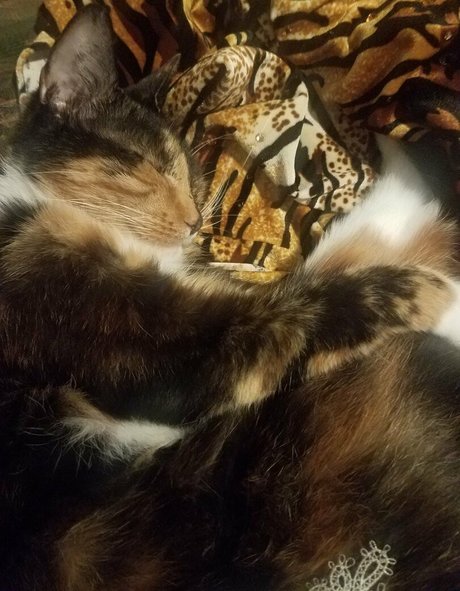 katcalico beautiful model images