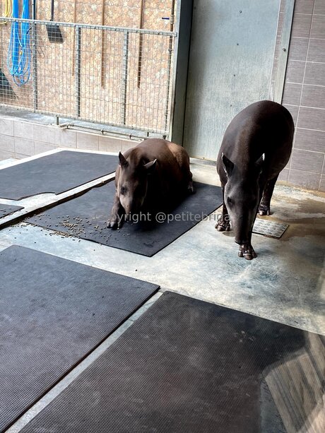 Freepetitebrida pornstar hot image