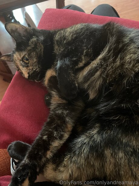 Onlyandreadoll model nice pictures