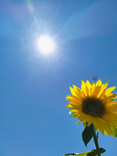 Jo Vee Nz pretty pornstar pictures