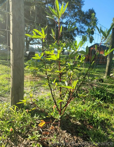 deealice model galleries