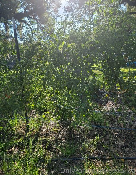 deealice porn star galleries