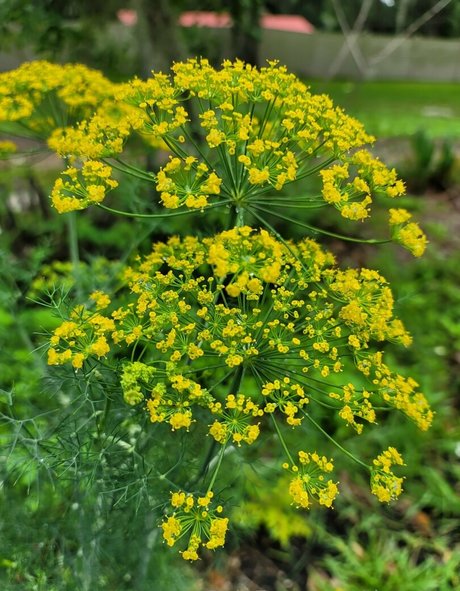 deealice xxx actress pic