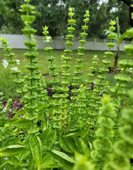 deealice top pornstar pictures