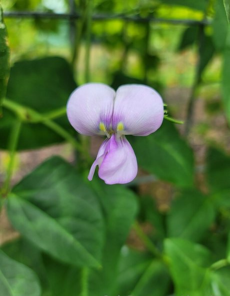 deealice star beautiful image