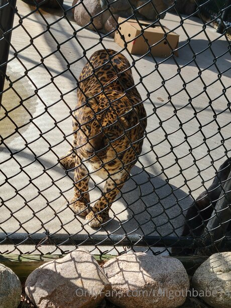 Tallgothbabe14 nude pornstar archive