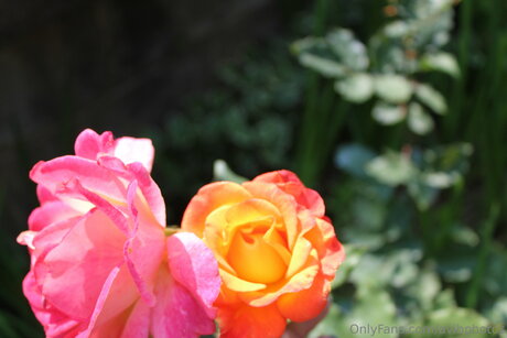 Avibphotos star free galleries