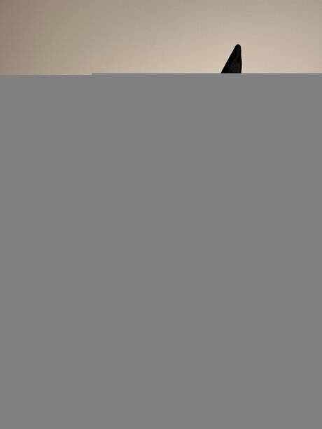 Domicute star perfect pic