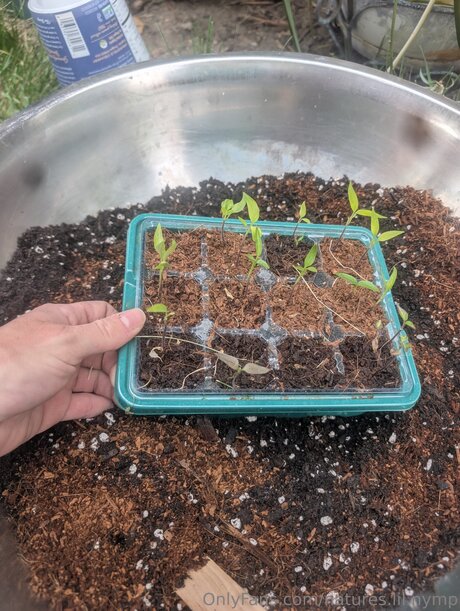 Natures Lil Nymp star art archive