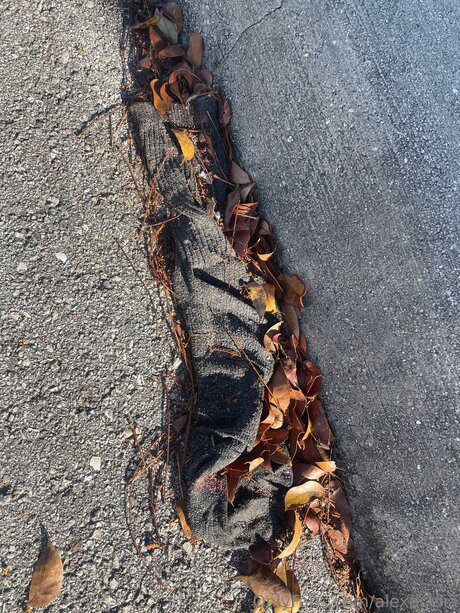 Alexacelia pretty actress image