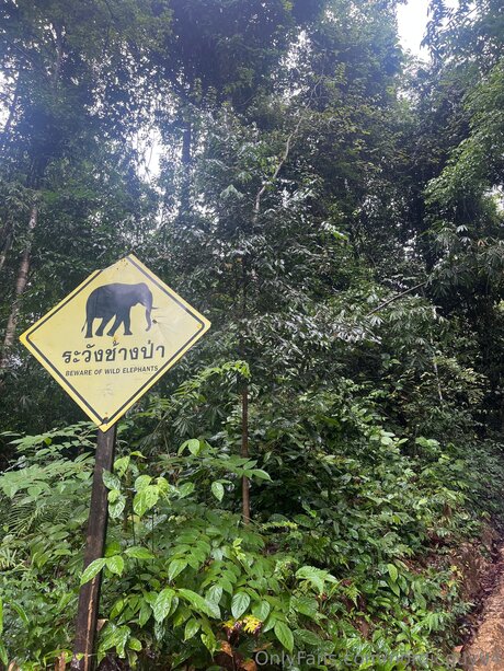 Nordicguy94 star free pic