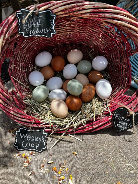 Chickenlady Eggs model nudes photos