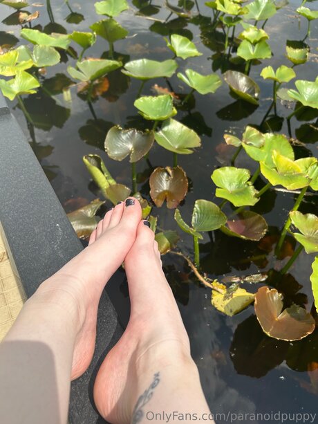 Paranoidpuppy star pics