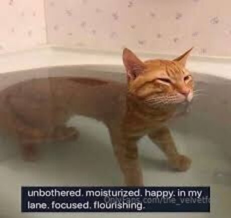 The Velvetfox best model pics