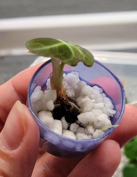 momgenes22 naked model image