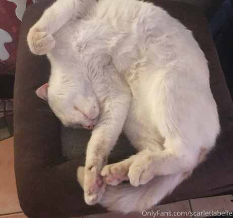 scarletlabelle high quality pornstar pictures