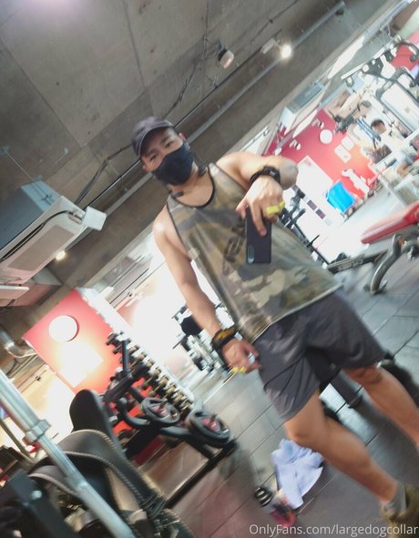 largedogcollar star high quality images