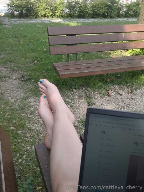 Cattleya Cherry free star pics