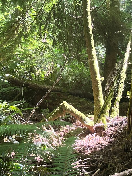 Offgridamelia model nude archive