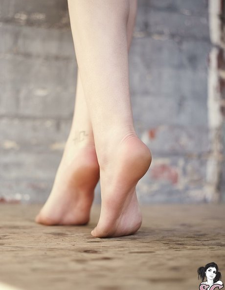 Fennek star adult picture