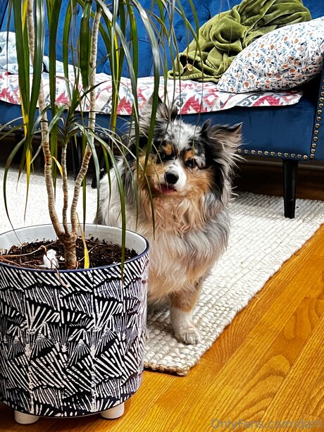 Darli sex pornstar pics