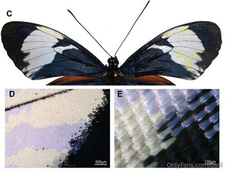 Darli nude model pictures