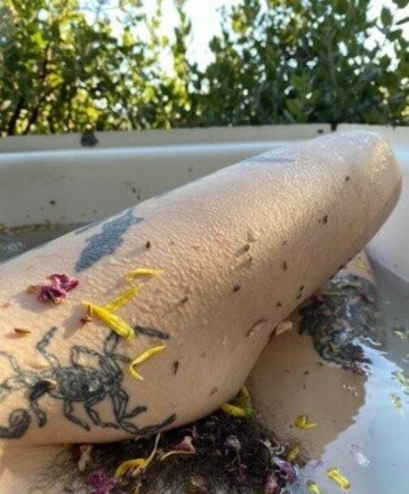 Aralia Hunt star top gallery