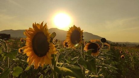 ASHLEY GUZMAN hot model photo