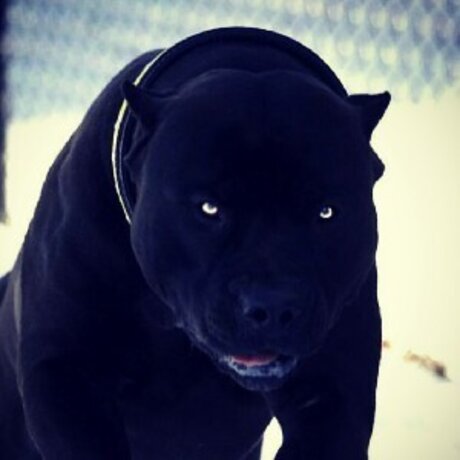 Evildarkd k pornstar adult photos