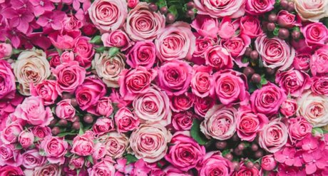 Jeunique Riedl nice star pics