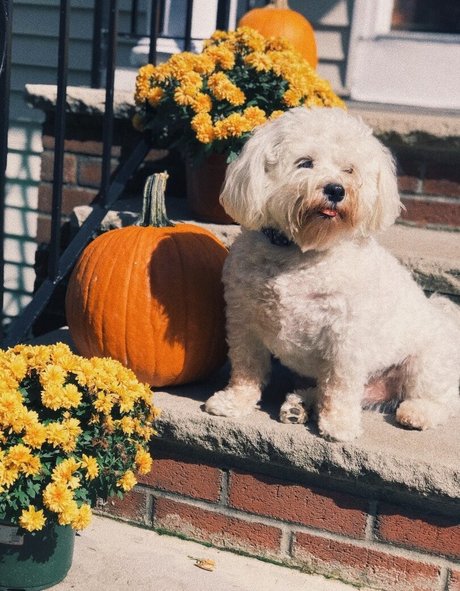 Lizzy Decologero pretty actress pic