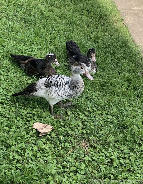 bunnycocoa sexy model pictures