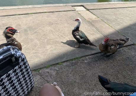 bunnycocoa star xxx pics