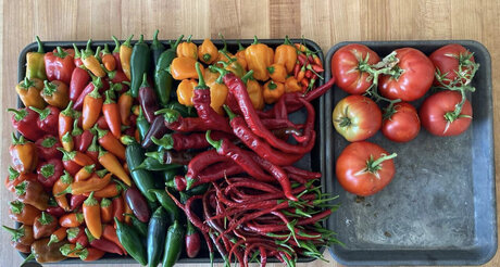 GardenPapi sexy star archive