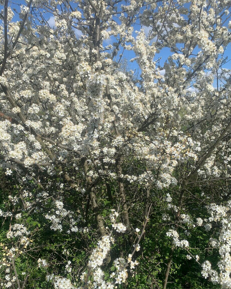 Ace Houndd free model pic