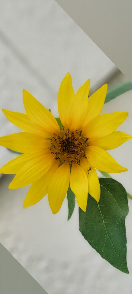 The dragons wolf naked actress galleries