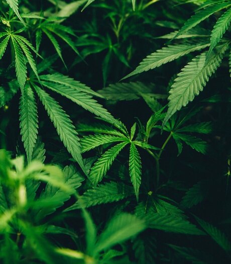 Bigsmokedog nice pornstar picture