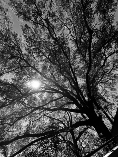 retr04ctive star beautiful photo