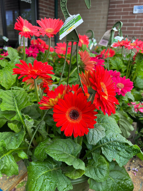 Olivi r Ans lm star pornographic photo