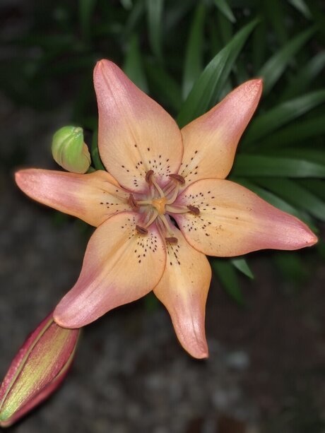 Aspen Rose pornstar best pic