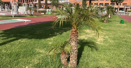 coco lls model pretty pics