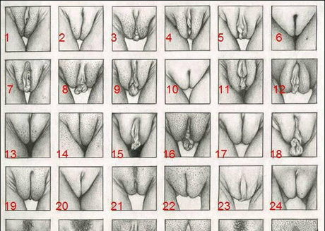 whitedovecries star beautiful picture