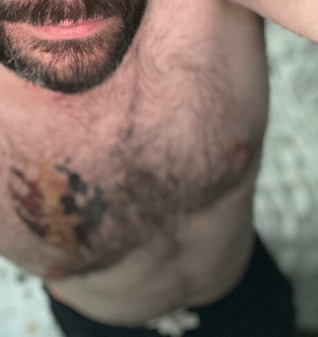 Gibbo bear art star archive