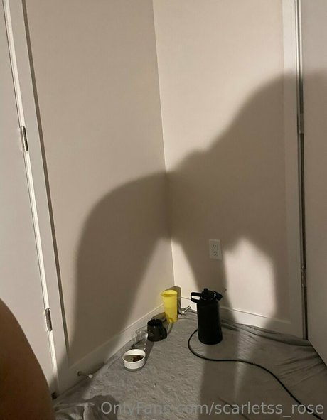 scarletss rose star nice photo