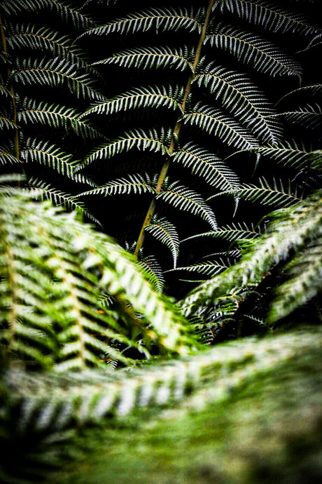 TempestShadowz exclusive pornstar photo